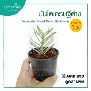 บันไดเศรษฐีด่าง กระถาง 3 นิ้ว ต้นไม้มงคล ต้นไม้ฟอกอากาศ ต้นไม้ plant