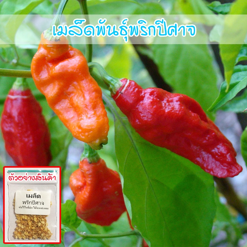 เมล็ดพันธุ์ พริกปีศาจ พริกผิวย่น ปีศาจ บุตโจโลเกีย bhut jolokia 3-35 เมล็ด [10 แถม 1 คละได้]