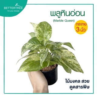 พลูหินอ่อน กระถาง 3 นิ้ว Epipremnum Aureum Marble Queen พลูด่าง ไม้ฟอกอากาศ