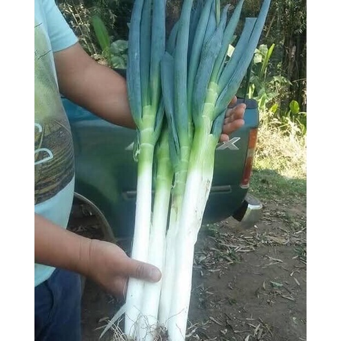 เมล็ดพันธุ์ ต้นหอมยักษ์ ต้นหอมญี่ปุ่น ต้นหอมใบใหญ่ 1100 เมล็ด [10 เเถม 1 คละได้] งอกดี ปลูกง่าย โตไว ผลผลิตสูง