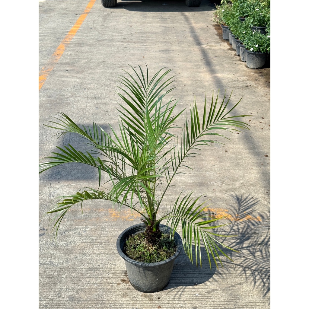 มุมมอง 3