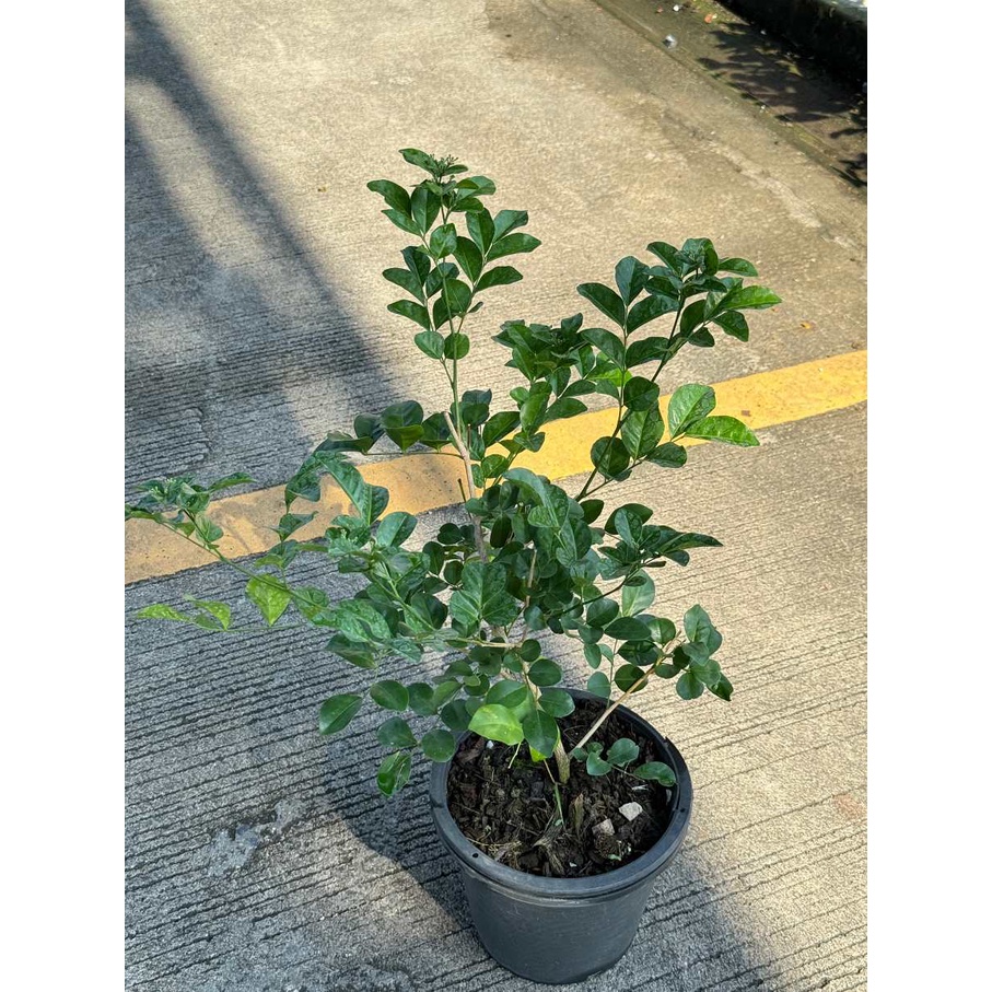 มุมมอง 2