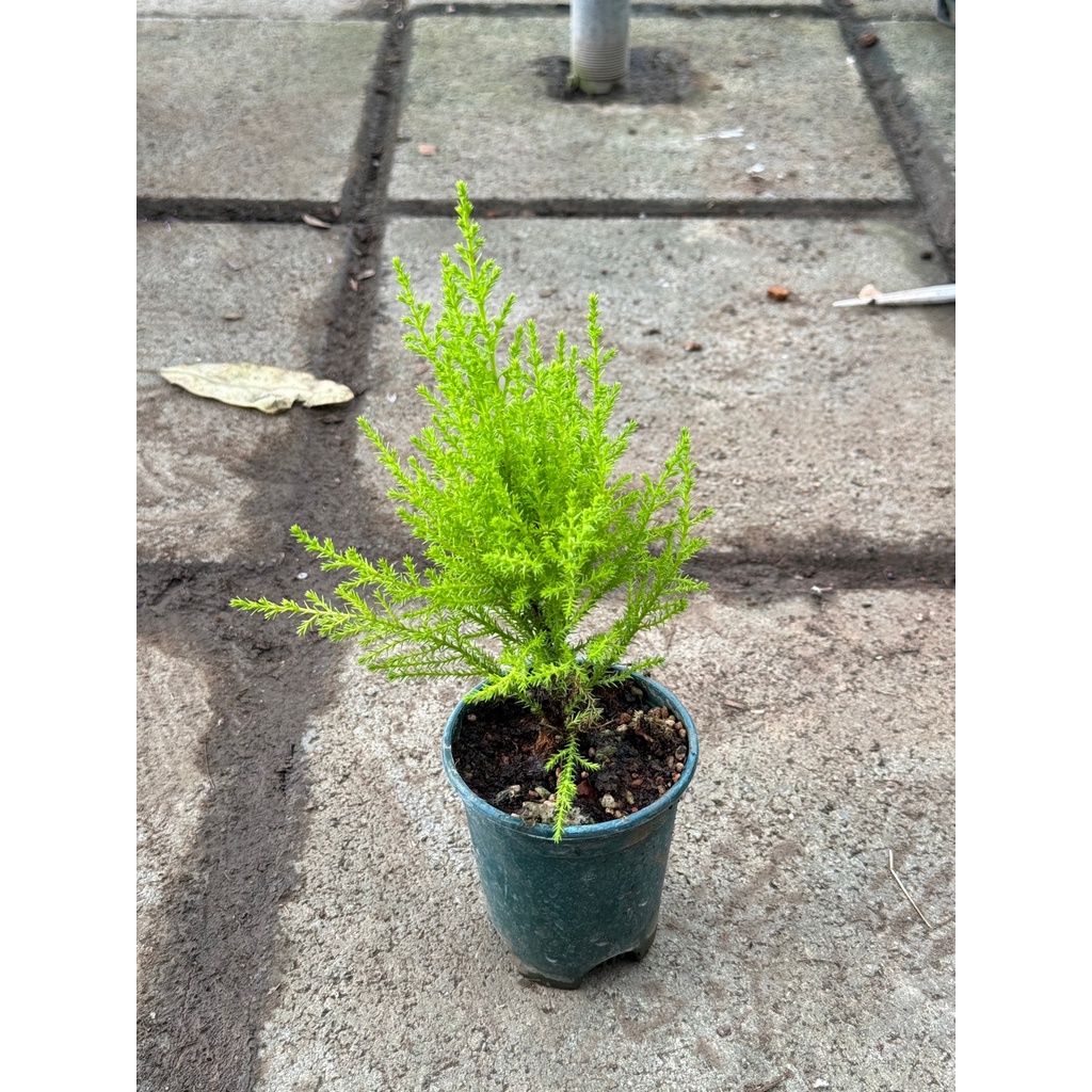 มุมมอง 2