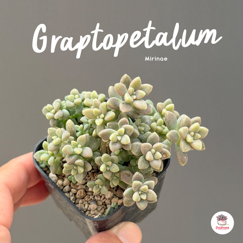 Graptopetalum Mirinae ไม้อวบน้ำ กุหลาบหิน cactus&succulentหลากหลายสายพันธุ์