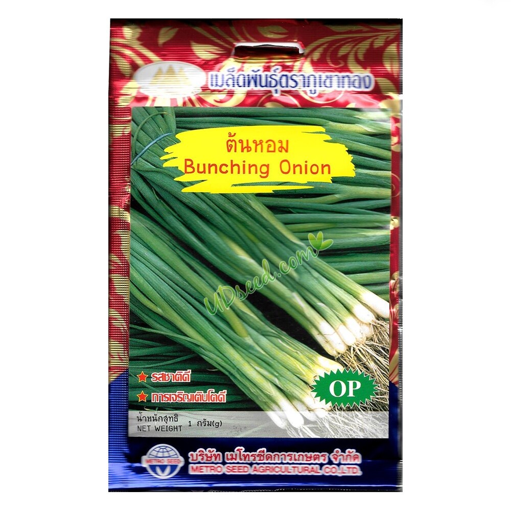 เมล็ดต้นหอม Bunching Onion MT/OP-128 ตราภูเขาทอง เมล็ดพันธุ์ เมล็ดหอมแบ่ง ต้นหอม หอมแบ่ง เมล็ดผัก