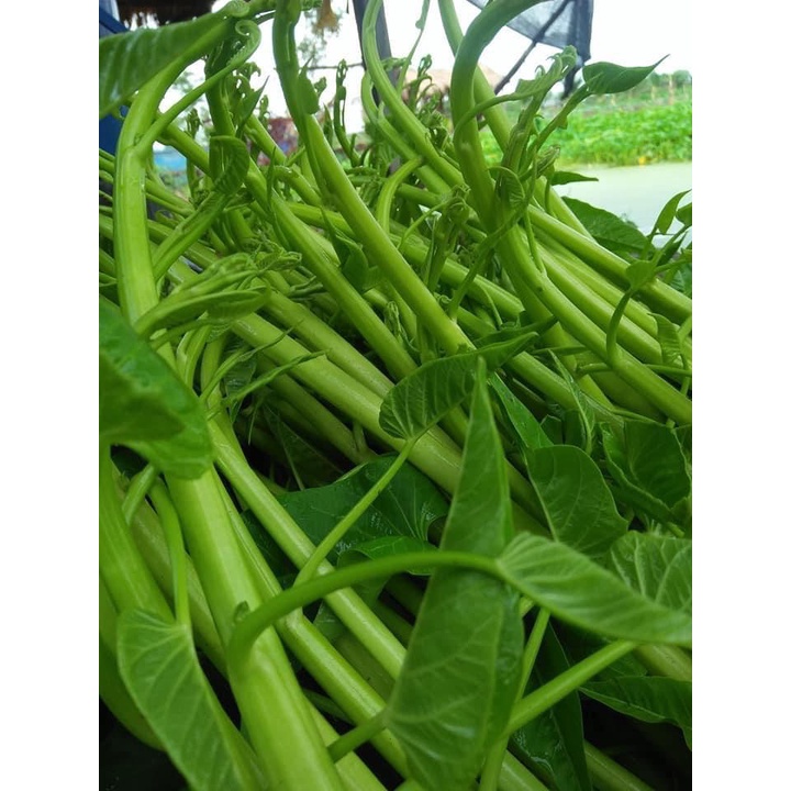 เมล็ดพันธุ์ ผักบุ้งเย็นตาโฟ ผักบุ้งแก้ว 200 เมล็ด  [10 แถม 1 คละได้] - รูปที่ 4