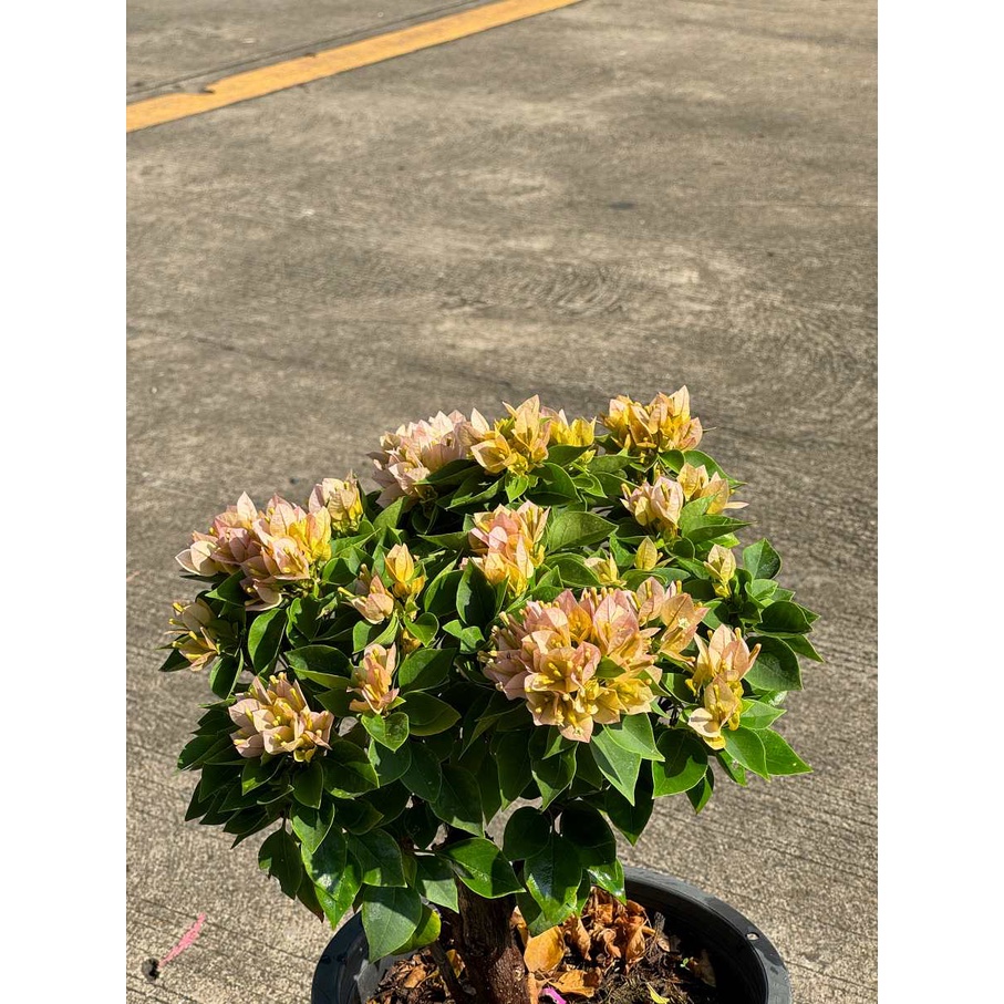 มุมมอง 3