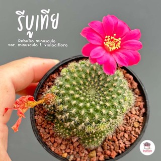 รีบูเทีย ดอกสีบานเย็น Rebutia minuscula var. minuscula f. violaciflora แคคตัส กระบองเพชร cactus&amp;succulent