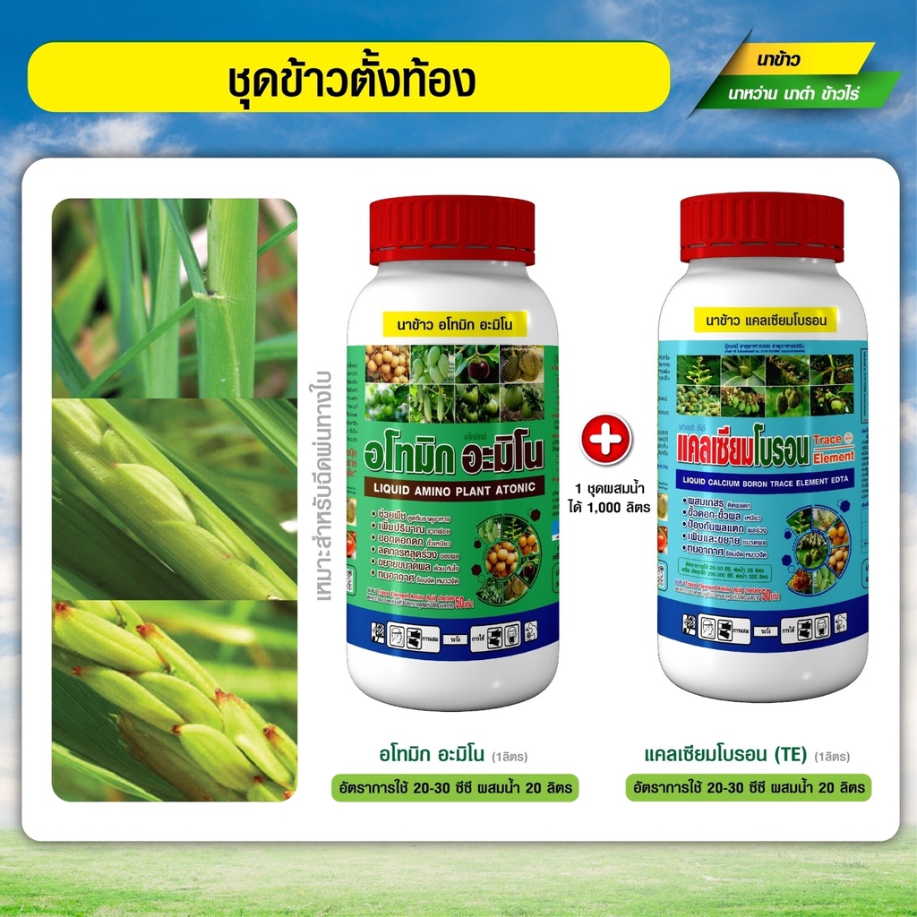 [โปรแกรมข้าว] ชุดข้าวระยะตั้งท้อง ผสมเกสร ตั้งท้อง ข้าวรวงใหญ่ เมล็ดเต็ม น้ำหนักดี (ชุดขนาด 1+1 ลิตร)