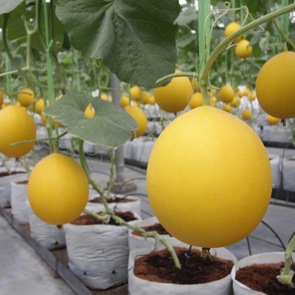 เมล็ดพันธุ์ เมล่อนควีน สีทอง  ผลกลม คัดพิเศษ เนื้อสีส้ม 5-20 เมล็ด [10 เเถม 1 คละได้] – โปรปัง
