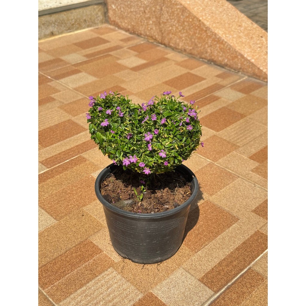 มุมมอง 6