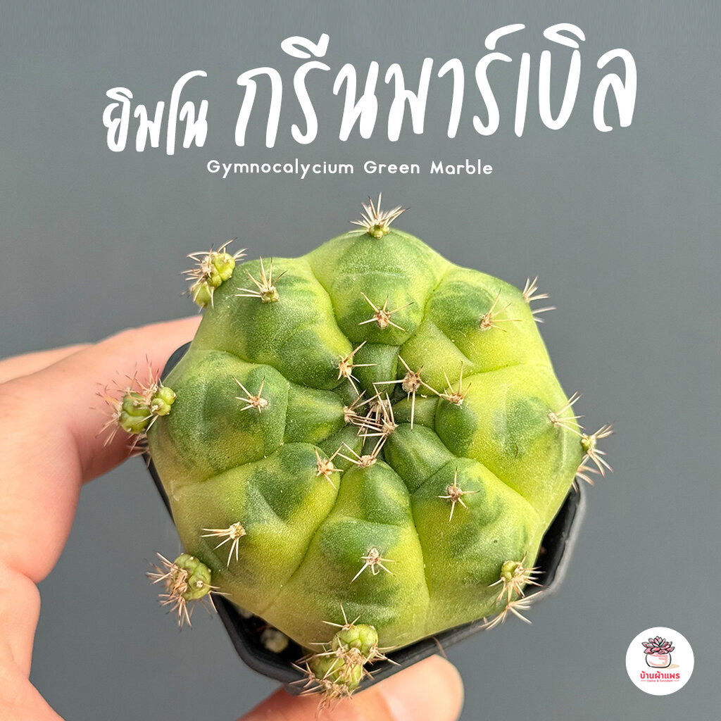 ยิมโนกรีนมาร์เบิล Gymnocalycium Green Marble แคคตัส กระบองเพชร cactus&succulent