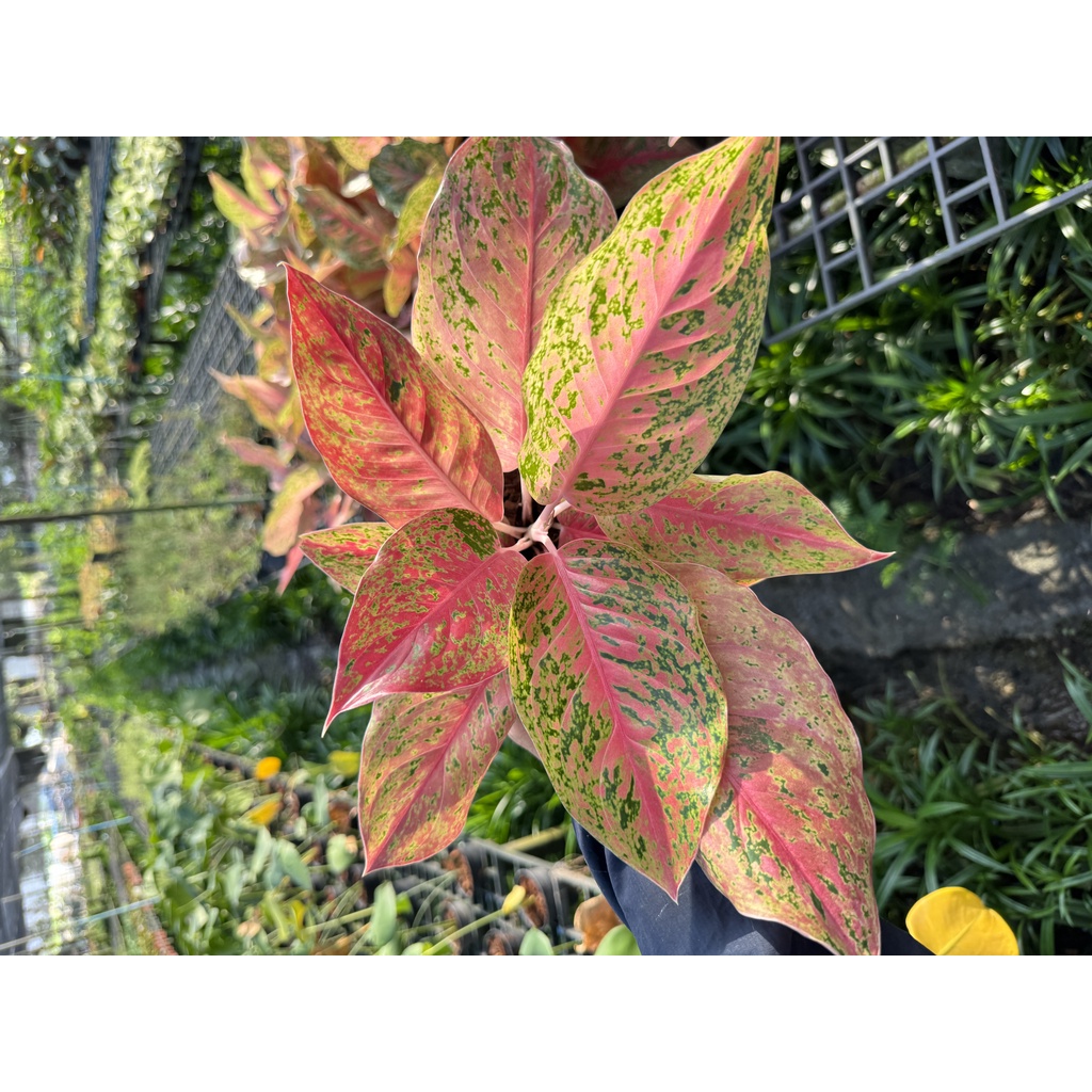 มุมมอง 2