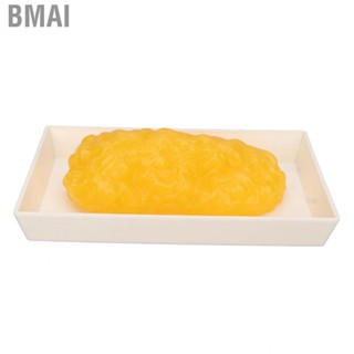 Bmai Authentic Human Body Fat Replica Anatomical Model