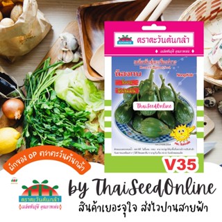 ADV ซฟ เมล็ดพันธุ์ มะเขือเปราะคางกบ น้องกบ ตราตะวันต้นกล้า V35