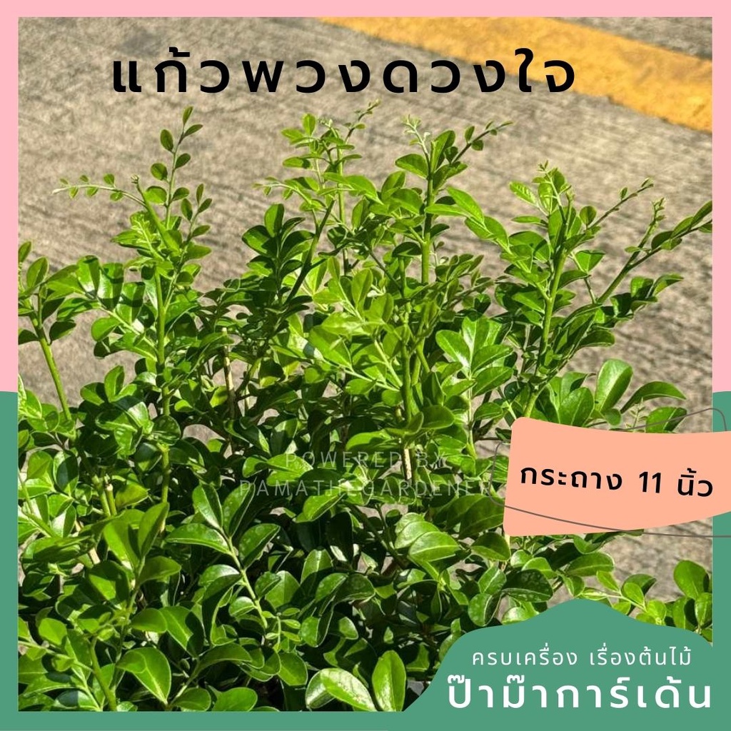 มุมมอง 2