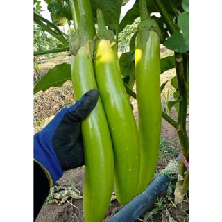 เมล็ดพันธุ์ เมล็ดมะเขือยาว 30-70 มล็ด [ 10 เเถม 1 คละได้] งอ…