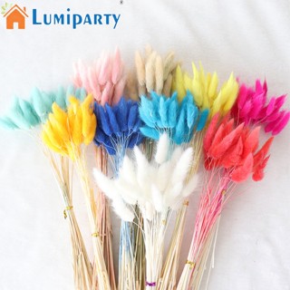 Lumiparty ช่อดอกไม้แห้ง หางกระต่ายธรรมชาติ หลากสี 30 ชิ้น