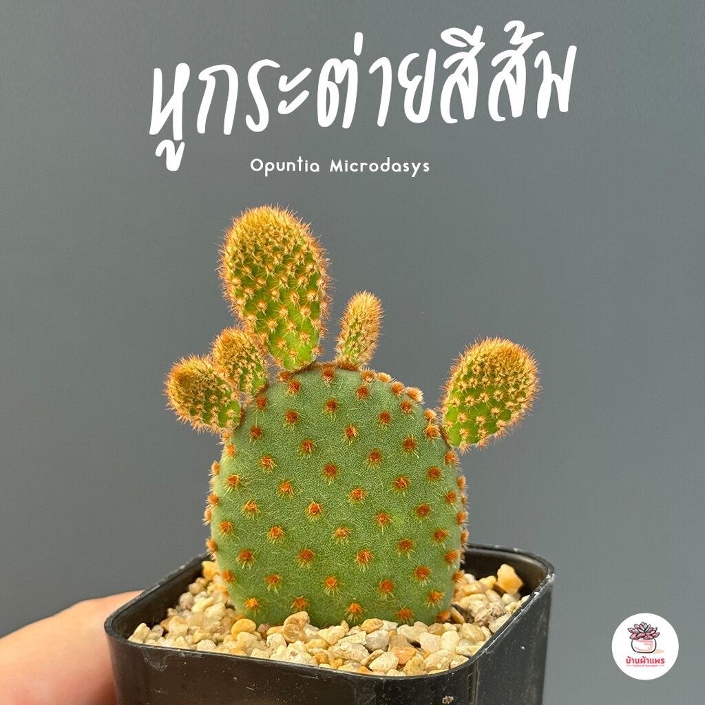 หูกระต่ายสีส้ม Opuntia Microdasys ไม้อวบน้ำ กุหลาบหิน cactus&succulent