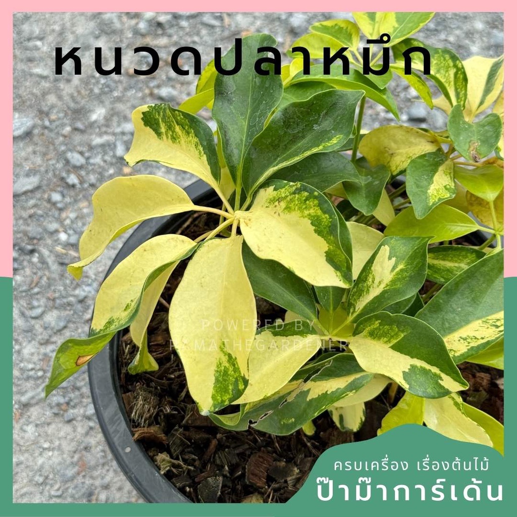 หนวดปลาหมึกด่างเหลือง กระถาง 11 นิ้ว