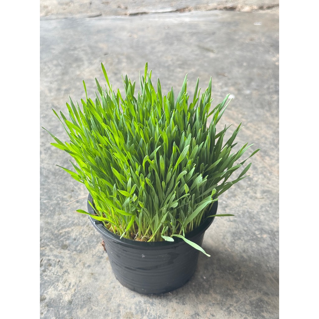 มุมมอง 5