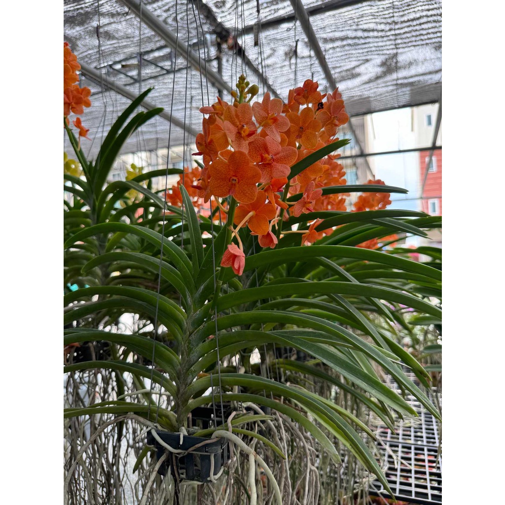 มุมมอง 2