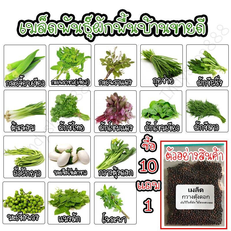 เมล็ดผักพื้นบ้าน ขายดี เมล็ดพันธ์พืช มะเขือไข่เต่า ต้นหอม ผักชี ฝรั่ง แมงลัก  [ซื้อ 10 แถม 1 คละได้]