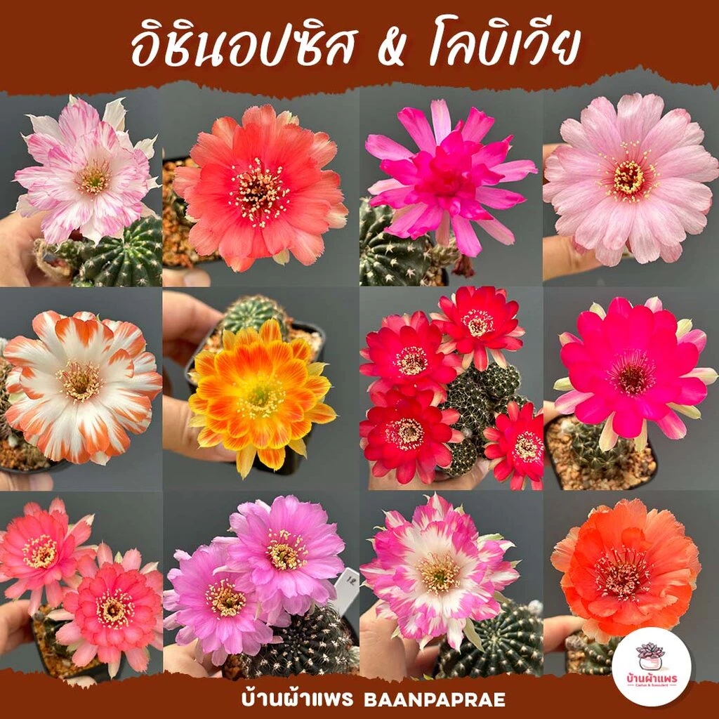 อิชินอปซิส & โลบิเวีย Echinopsis & Lobivia แคคตัส กระบองเพชร cactus&succulent