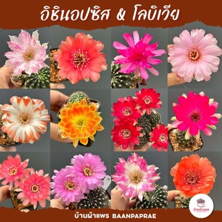 อิชินอปซิส & โลบิเวีย Echinopsis & Lobivia แคคตัส กระบองเพชร cactus&succulent