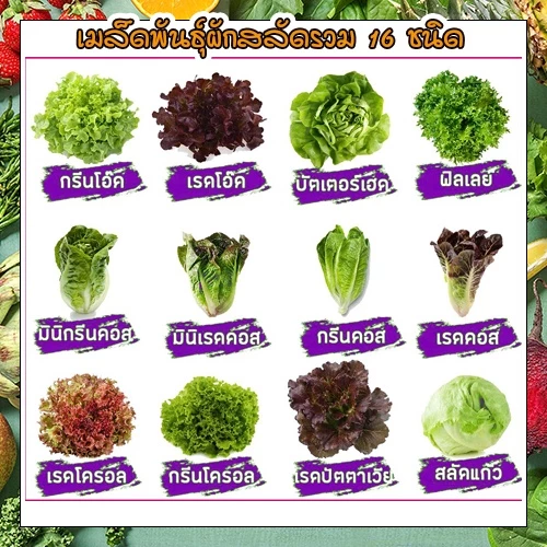 เมล็ดผักอินทรีย์ เมล็ดพันธุ์ผักสลัด เมล็ดผักสลัด 100-200 เมล็ด 10 บาท [10 แถม 1 คละได้]