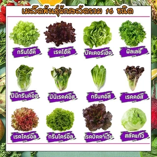เมล็ดผักอินทรีย์ เมล็ดพันธุ์ผักสลัด เมล็ดผักสลัด 100-200 เมล็ด 10 บาท [10 แถม 1 คละได้]