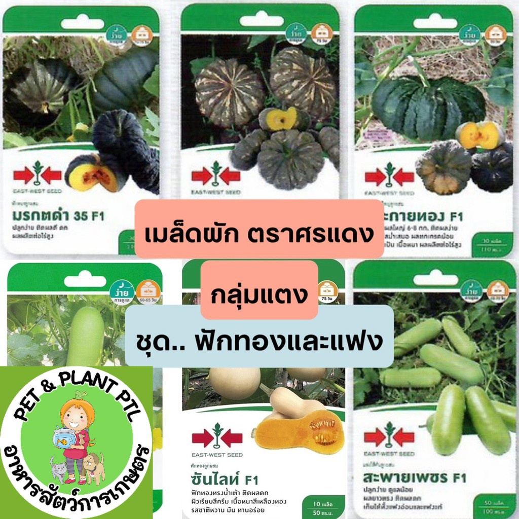 [ศรแดง][ชุด ฟักทอง แฟง] ผักซองศรแดง เมล็ดพันธุ์ ผัก ศรแดง