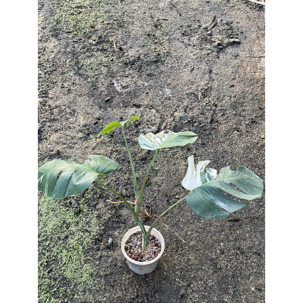 มุมมอง 5