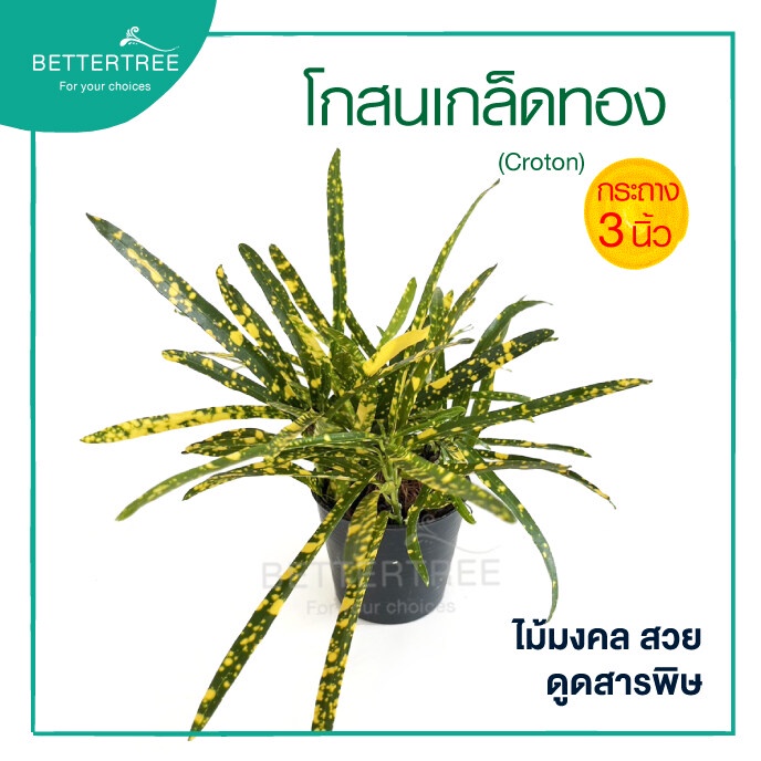 ต้นโกสนเกล็ดทอง 3 นิ้ว ต้นไม้มงคล ต้นไม้แดด ต้นไม้
