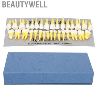 Beautywell 1:1 Scale Permanent Tooth Model 32pcs Dual Colors Resin Demonstration for Dentists Pathological s