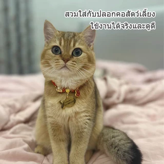 ป้ายชื่อสัตว์เลี้ยง ป้ายชื่อน้องแมว ป้ายชื่อแมว ป้ายชื่อน้องหมา ป้ายชื่อหมา สลักชื่อ วัสดุสแตนเลสเงา