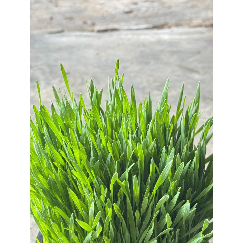 มุมมอง 7