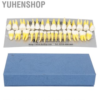 Yuhenshop 1:1 Scale Permanent Tooth Model 32pcs Dual Colors Resin Demonstration for Dentists Pathological s