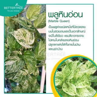 พลูหินอ่อน กระถาง 3 นิ้ว Epipremnum Aureum Marble Queen พลูด่าง ไม้ฟอกอากาศ