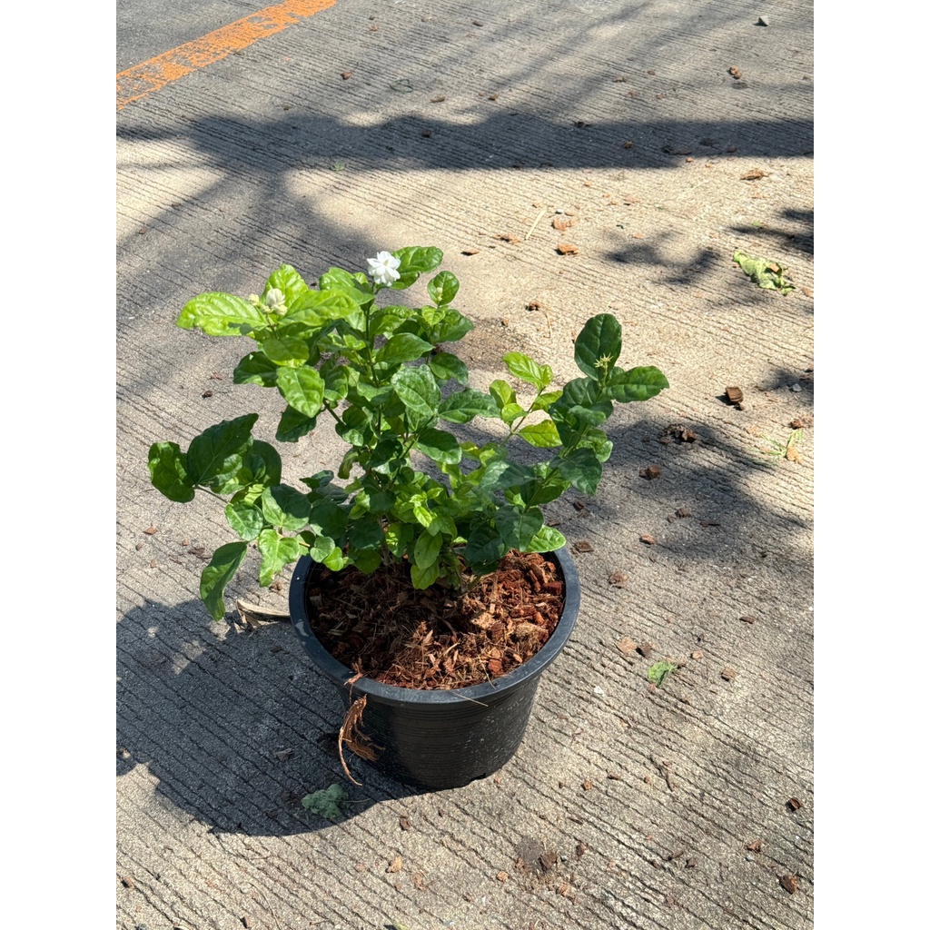 มุมมอง 4