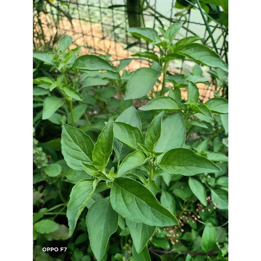 แมงลัก ผักสวนครัวหน้าบ้าน  ปลูกง่าย โตเร็ว ผลผลิตสูง คัดพิเศษ 500-12000 เมล็ด(10 แถม 1 คละได้)