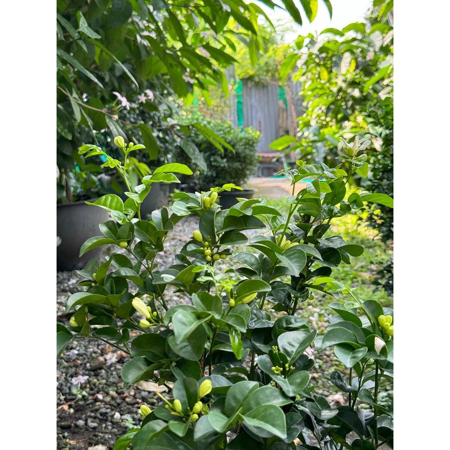 มุมมอง 6