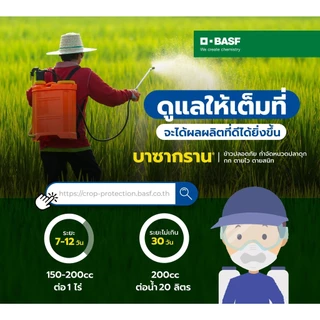 บาซากราน ยากำจัดหญ้า หนวดแมว แห้วหมู ต้นกกทุกชนิด ต้นปรือ ฉีดจี้ข้าวไม่แดงไม่อาน หญ้าตายดีใน 7 วัน