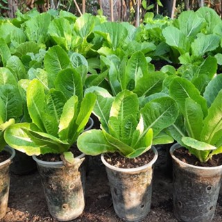 เมล็ดพันธุ์ สลัดกรีนคอส ผักกสวนครัว 200 เมล็ด [10 แถม 1 คละไ…