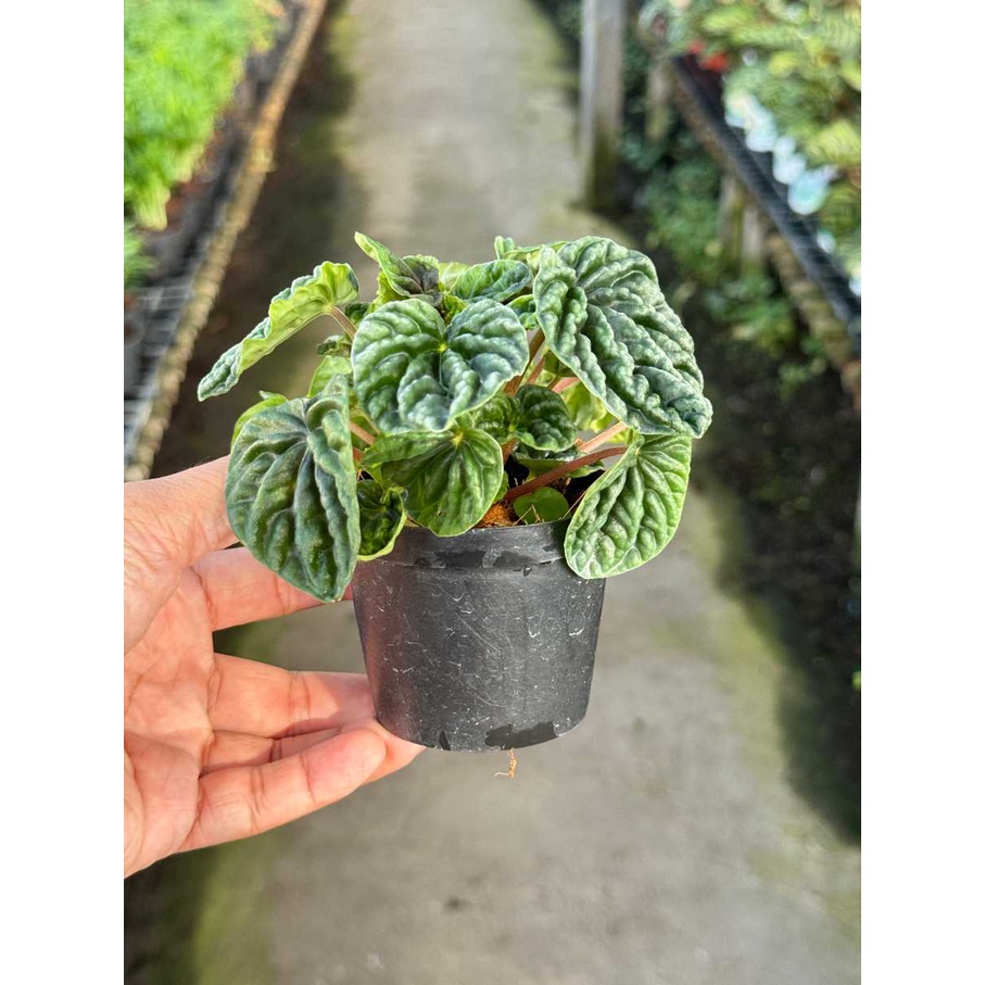 มุมมอง 6