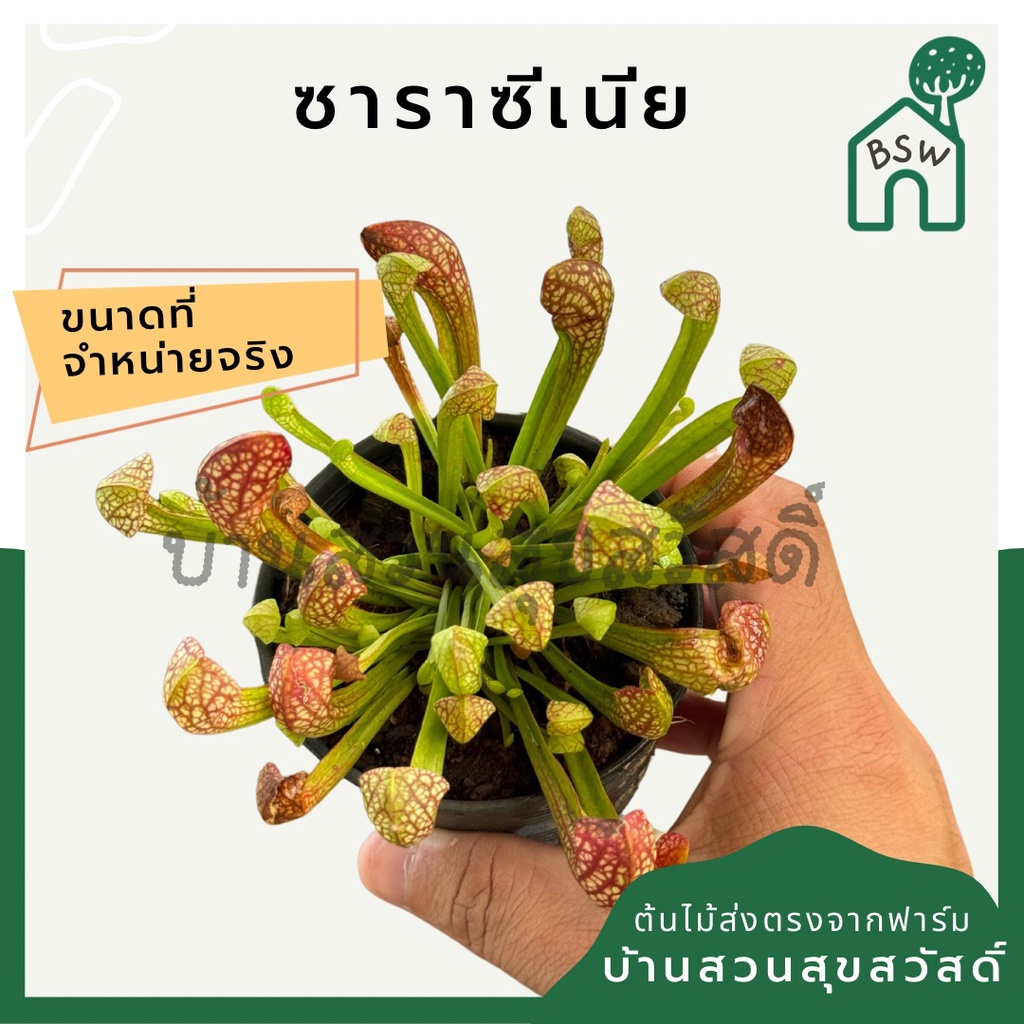 ซาราซีเนีย Sarracenia กระถาง 3 นิ้ว ต้นไม้ตระกูลกินแมลง