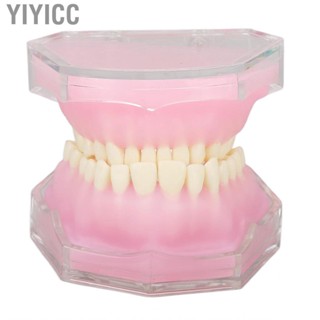 Yiyicc Standard Tooth Model Resin Detachable Dental Teaching Study Supplies