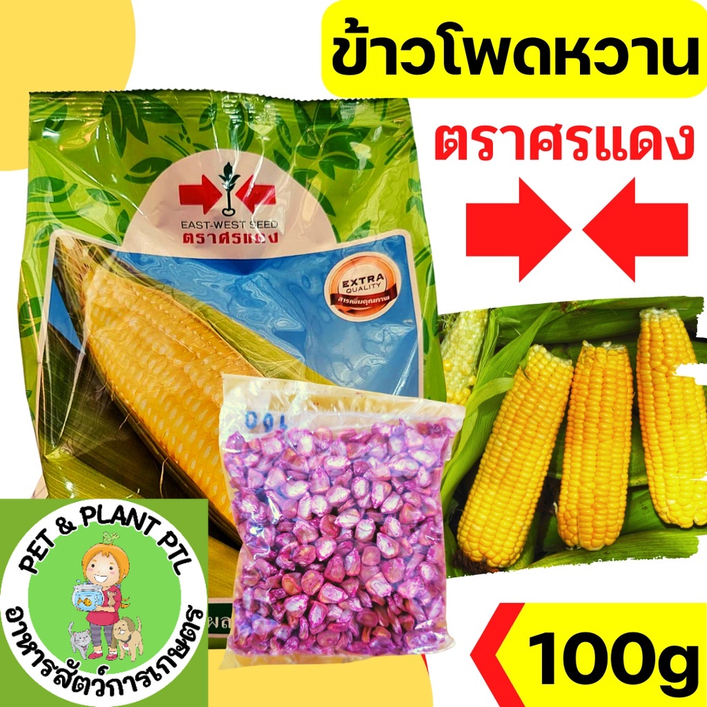 [100gแบ่งบรรจุ] เมล็ดพันธุ์ ศรแดง ข้าวโพดหวาน ข้าวโพด ลูกผสม จัมโบ้สวีท หวาน ปลูกง่าย 1KG EXP 11/2565