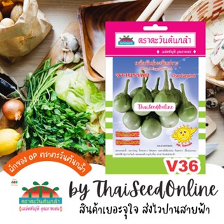 ADV ซฟ เมล็ดพันธุ์ มะเขือเปราะ ขาวบรรพต ตราตะวันต้นกล้า V36