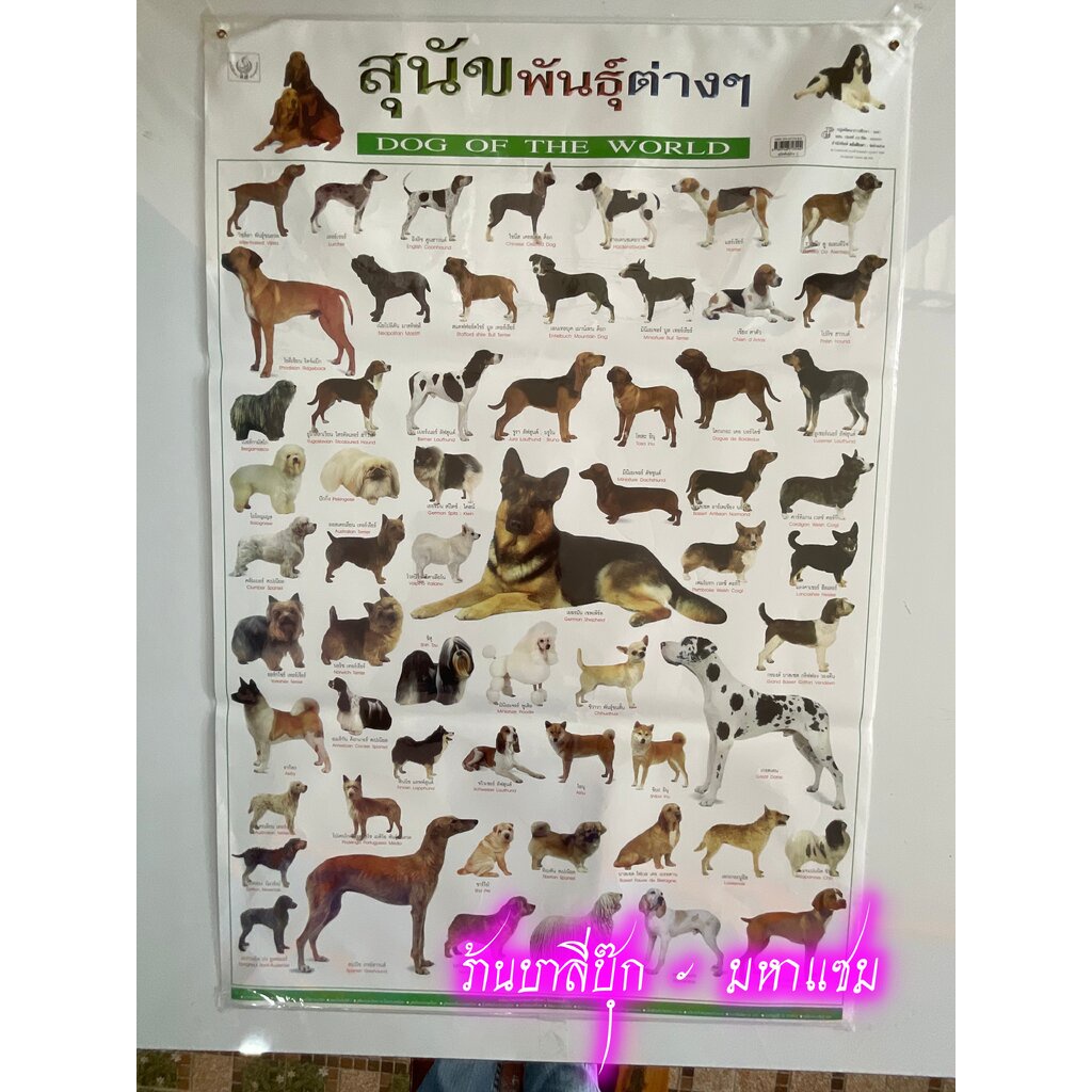 ภาพโปสเตอร์สุนัขพันธุ์ต่าง ๆ - [No.39] - (53x78cm กระดาษอาร์ตมัน 4 สี แบบหุ้มพลาสติก) แผ่นภาพประกอบการศึกษา สื่อการเร...